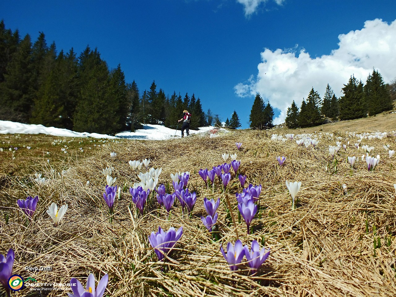 41 Crocus di vario colore.JPG